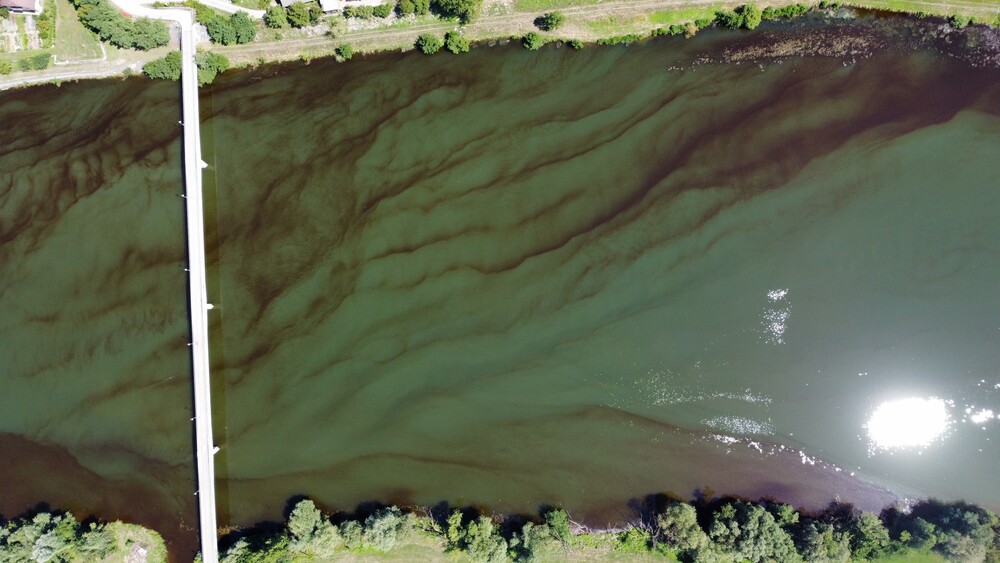 Algae on Sava